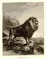 A Barbary lion picture from 1898.